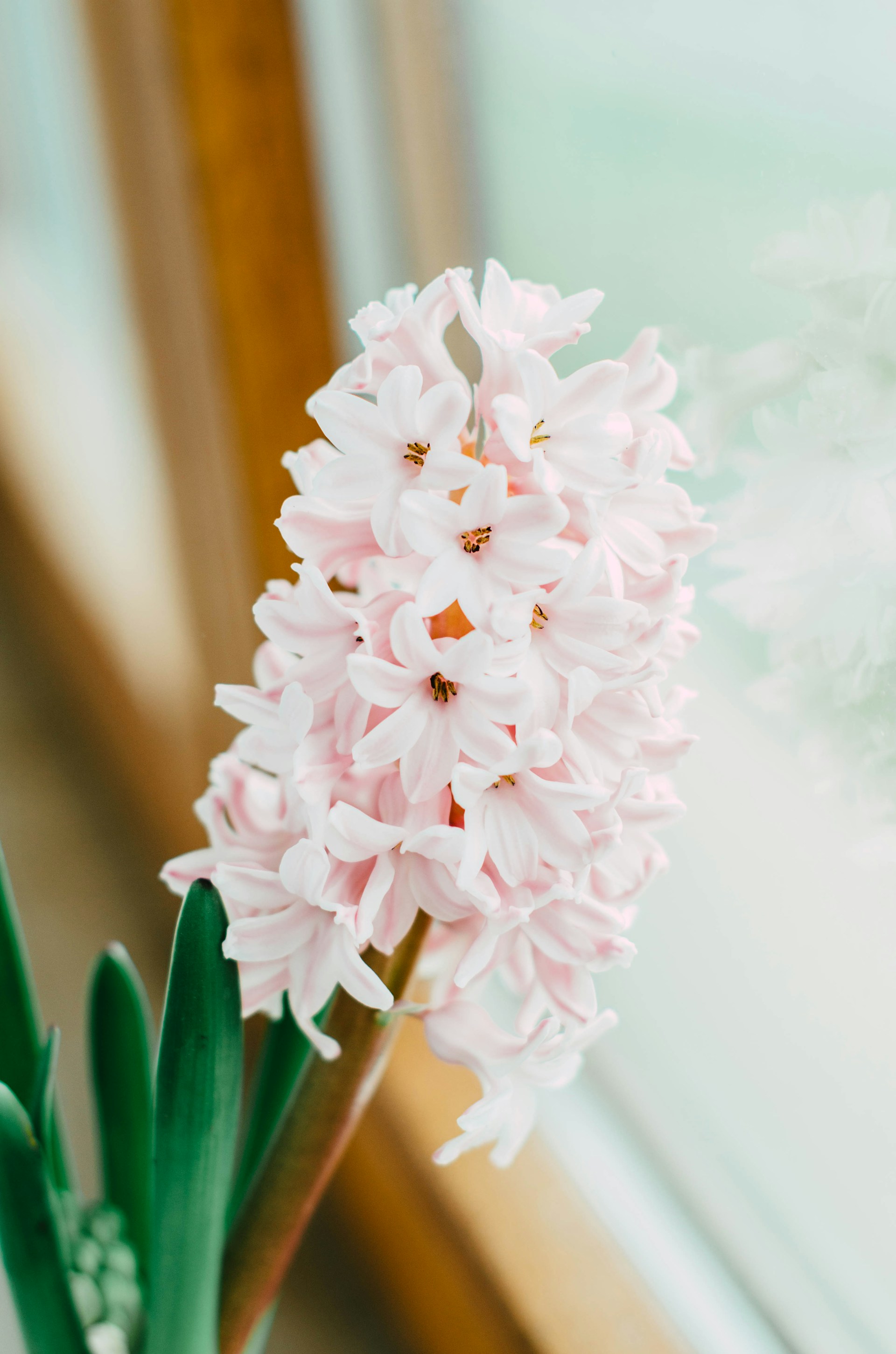 a close up of a flower near a window