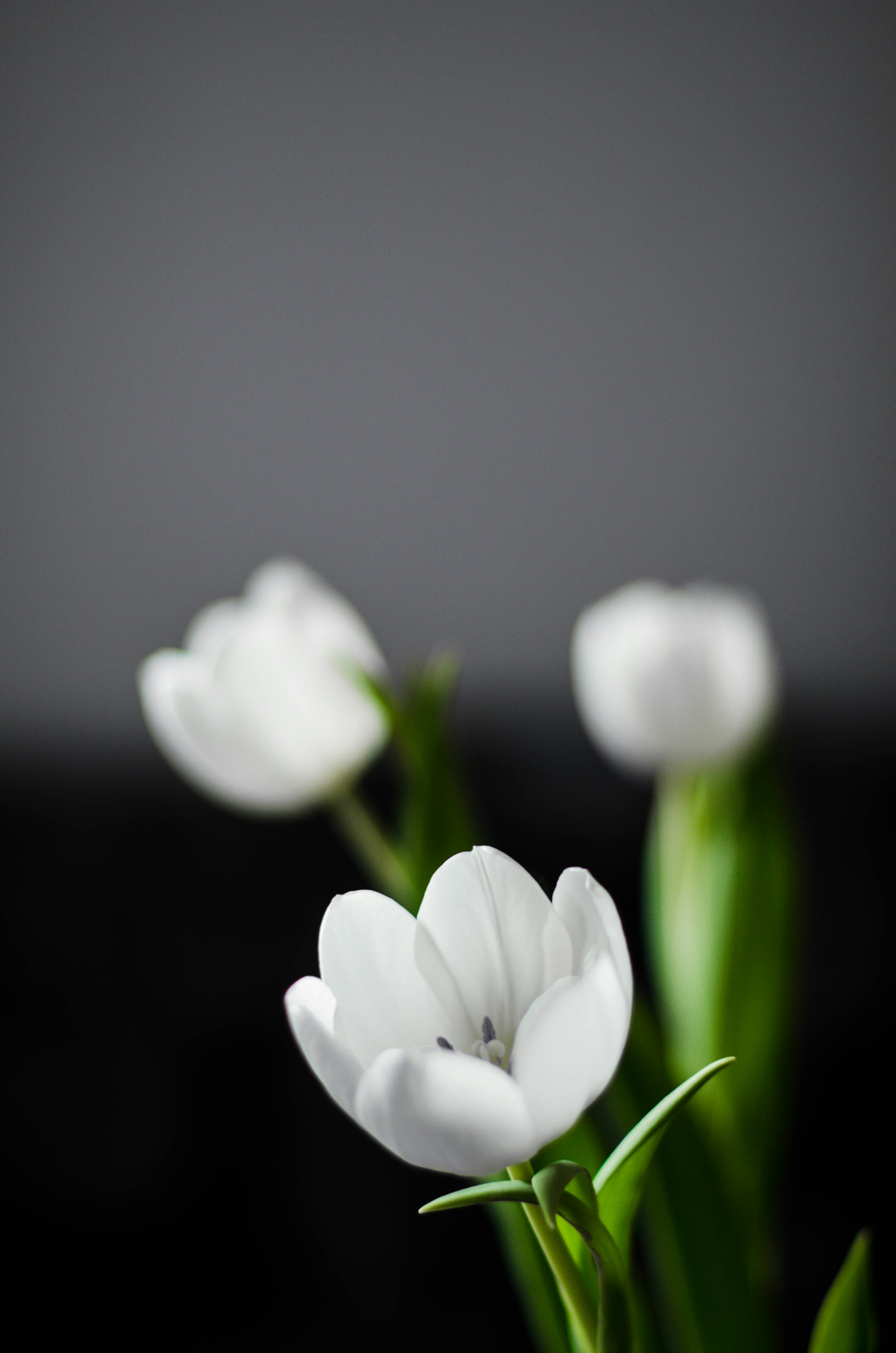 Photo by nika_benedictova