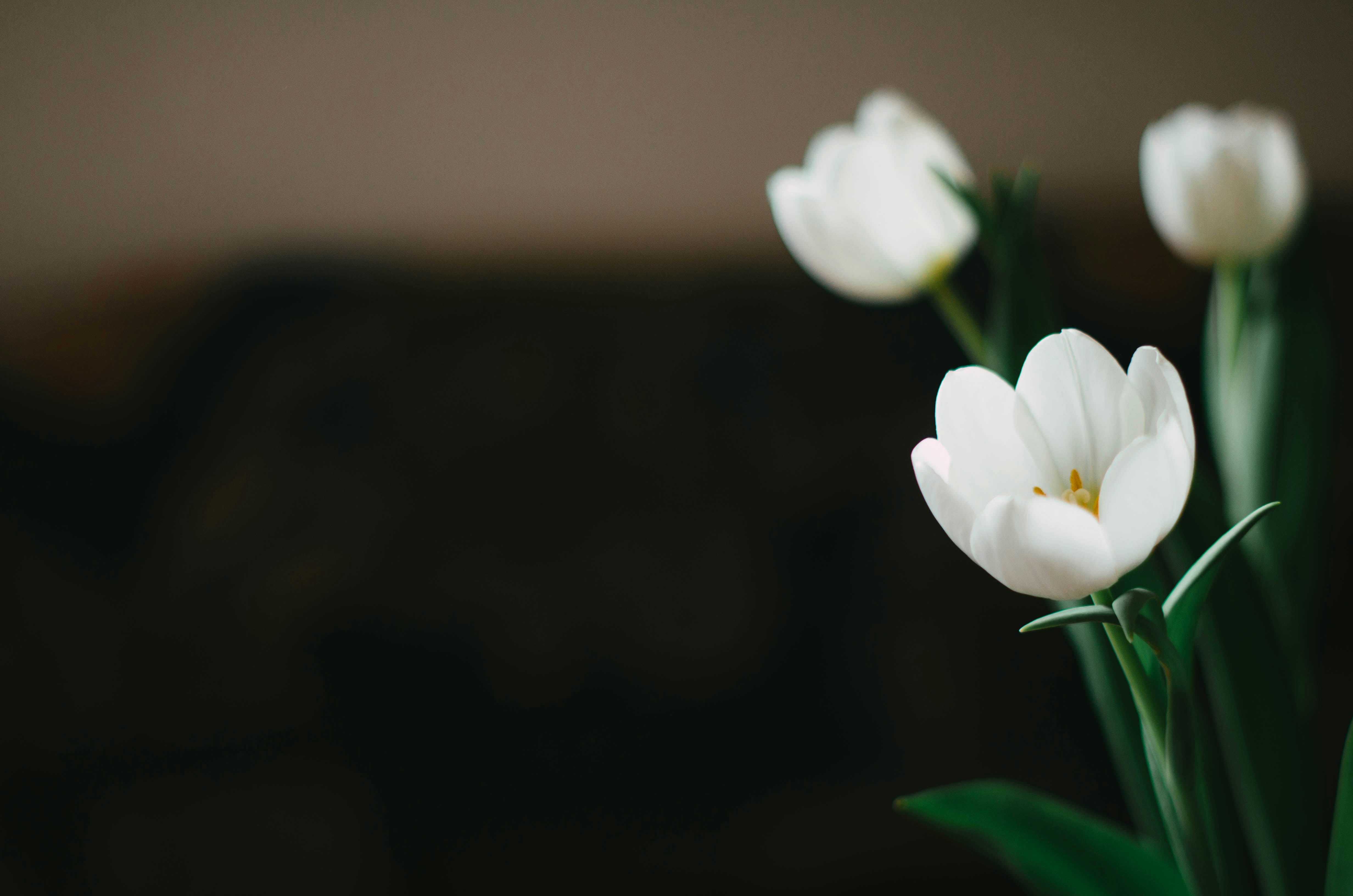 Photo by nika_benedictova