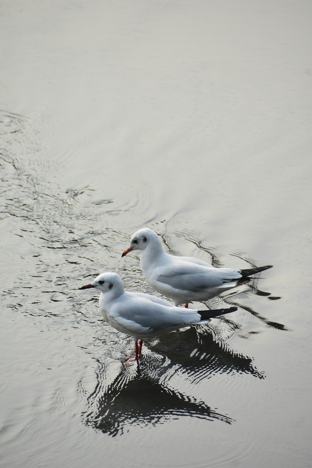 two seagulls are standing in the water