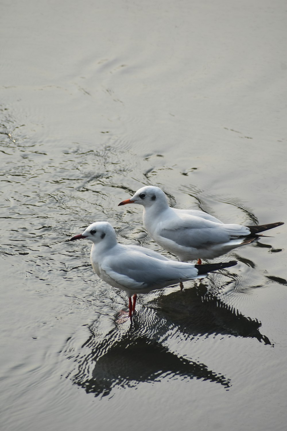 two seagulls are standing in the water