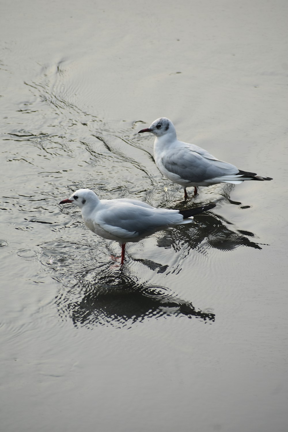 two seagulls standing in shallow water on a beach