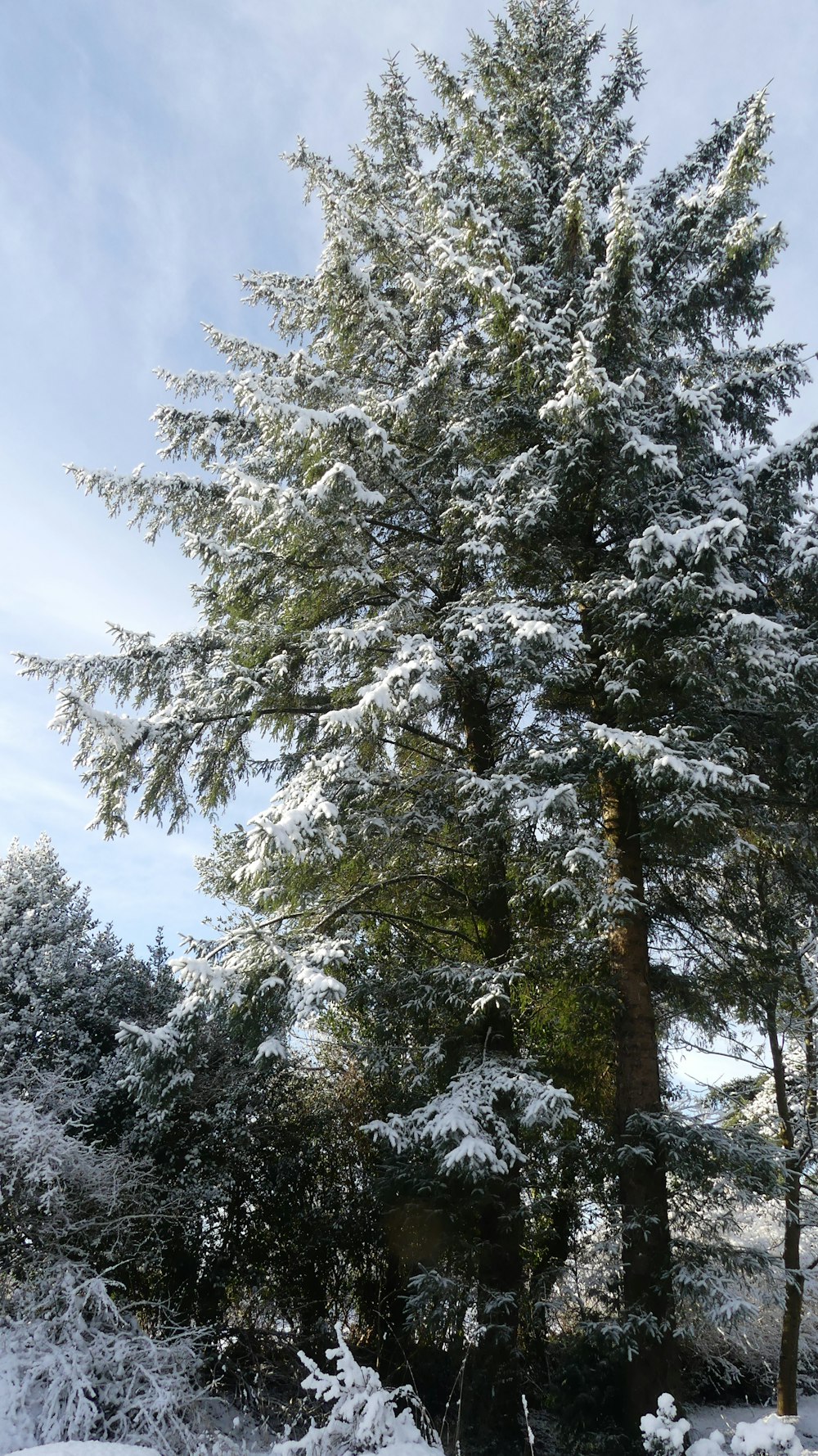 a large tree covered in snow next to a forest