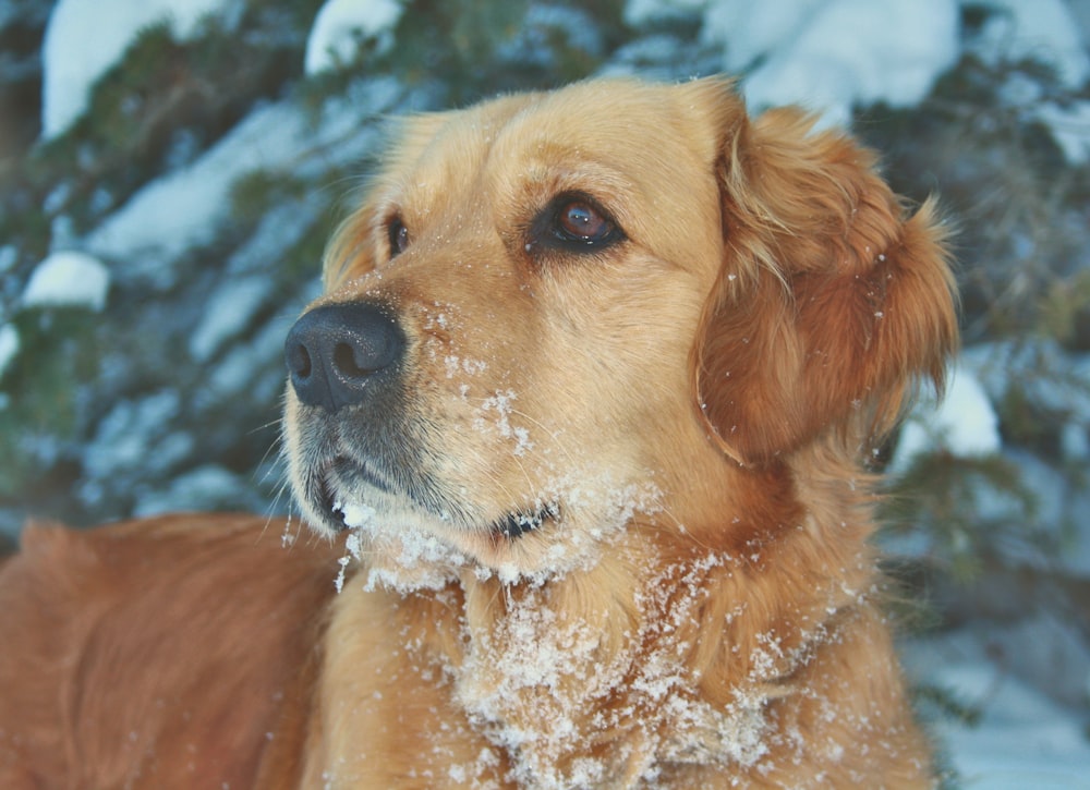 Ein brauner Hund steht im Schnee neben einem Baum