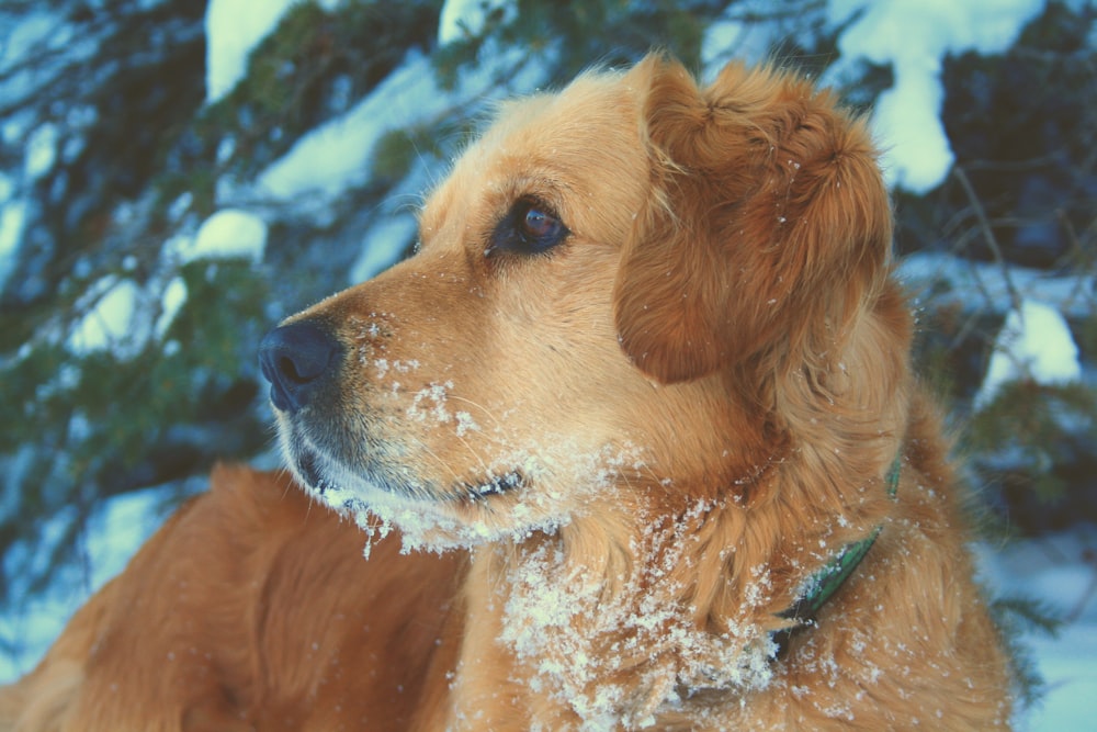 a brown dog standing in the snow next to a tree