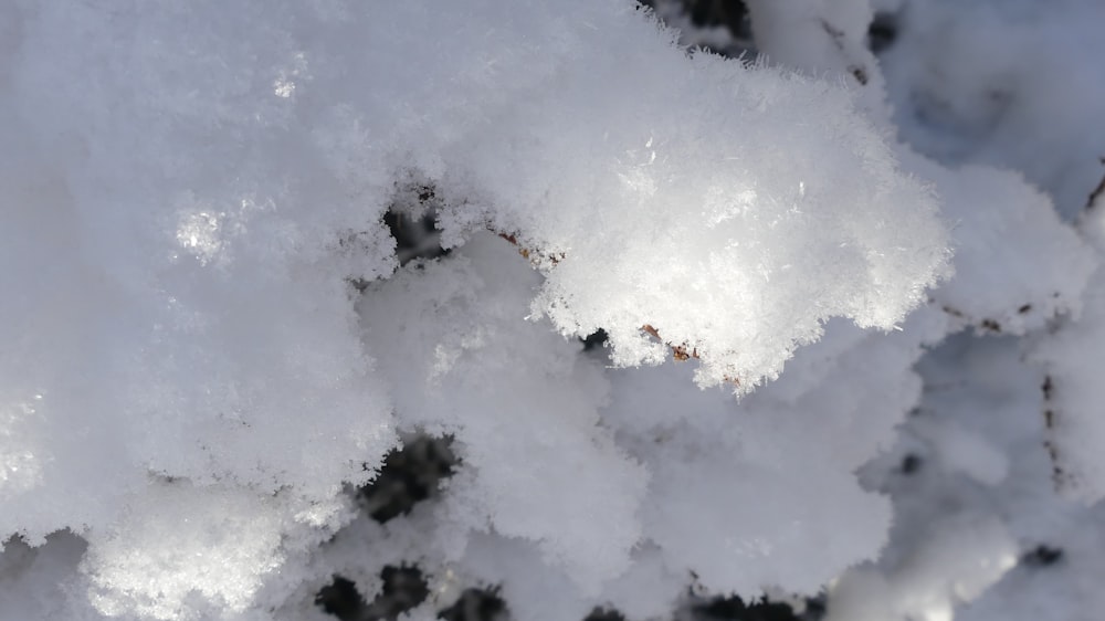 a close up of snow on a tree branch