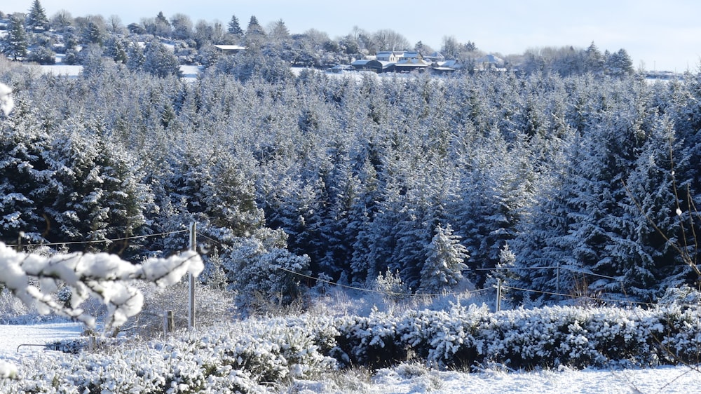 a view of a snowy forest from a distance