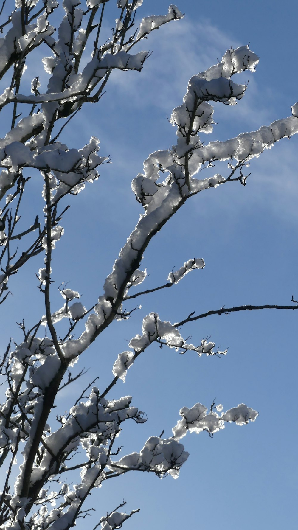 the branches of a tree are covered in snow