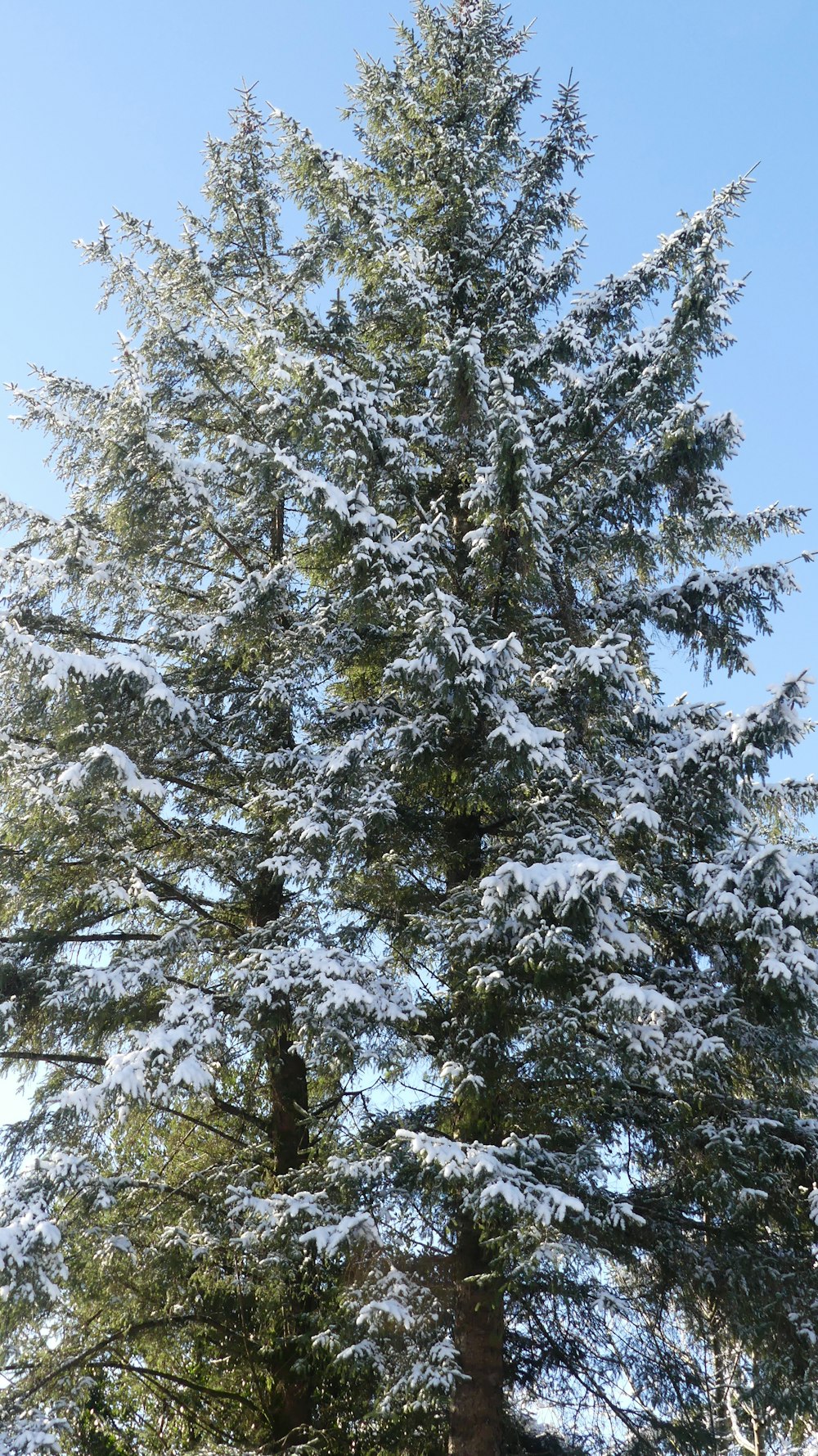 a tall tree covered in snow on a sunny day