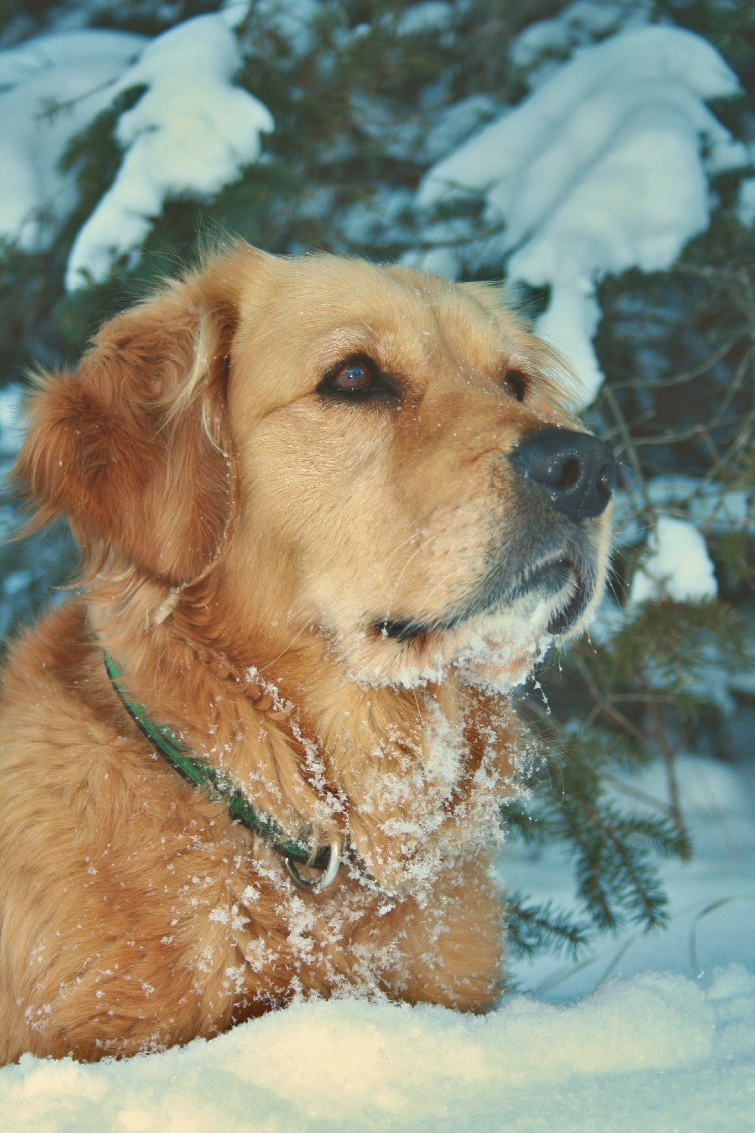 Bilder zum Thema Hund Im Schnee Kostenlose Bilder auf Unsplash