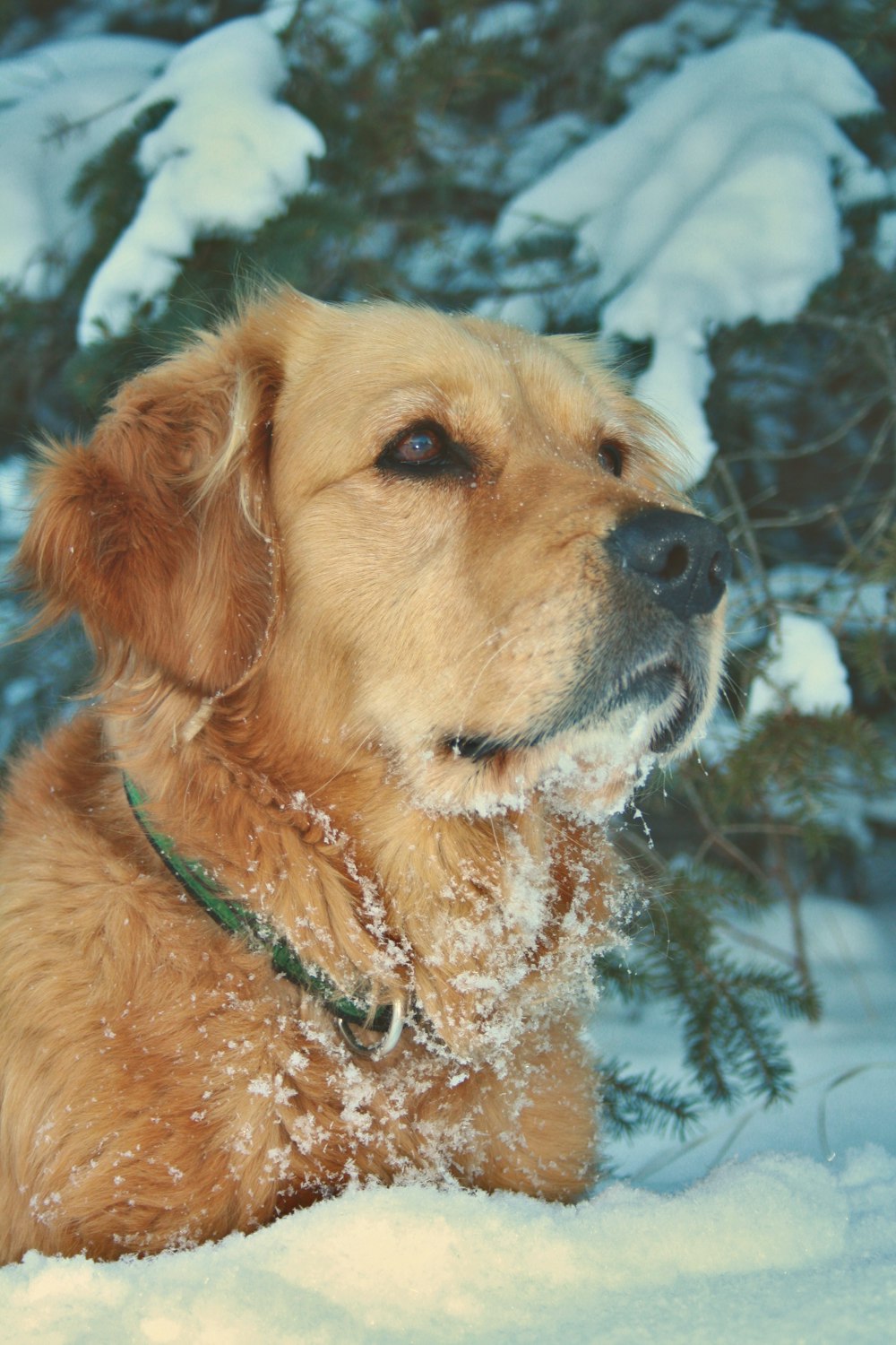 a brown dog laying in the snow next to a tree