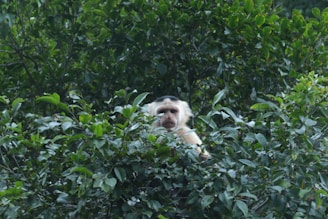 a monkey is sitting in a tree and looking at the camera