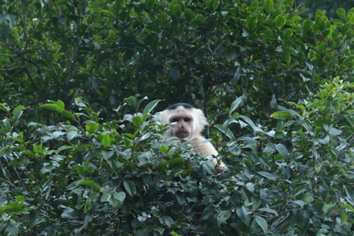 a monkey is sitting in a tree and looking at the camera