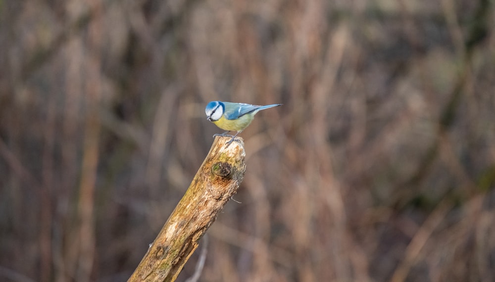 a small blue bird perched on top of a tree branch