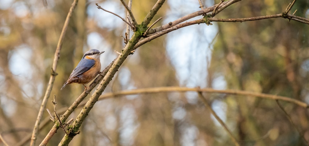 a small blue bird perched on a tree branch