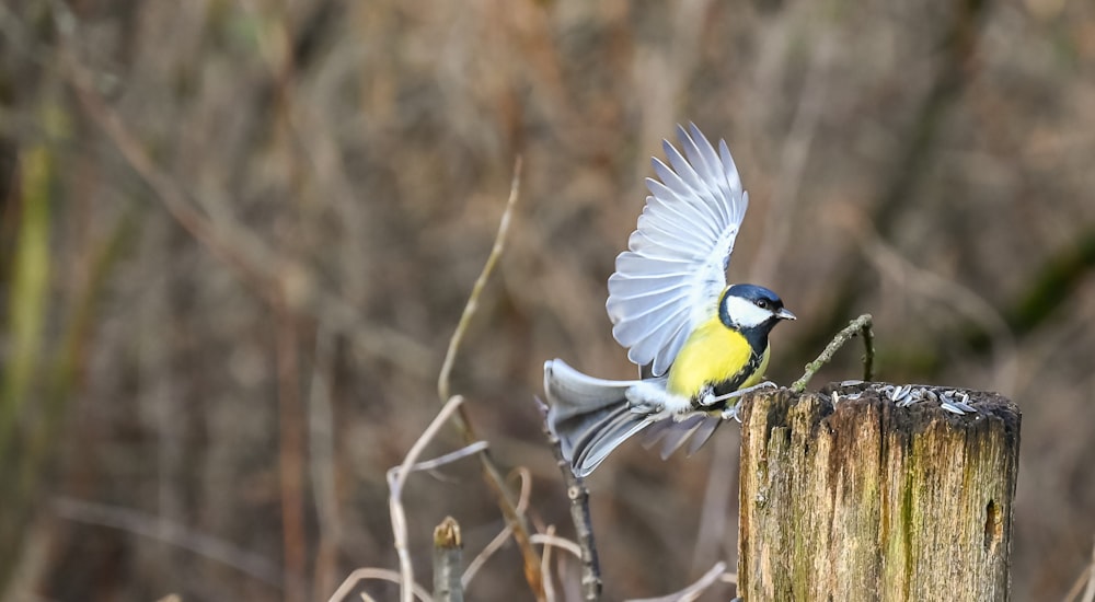 a yellow and blue bird is flying over a wooden post