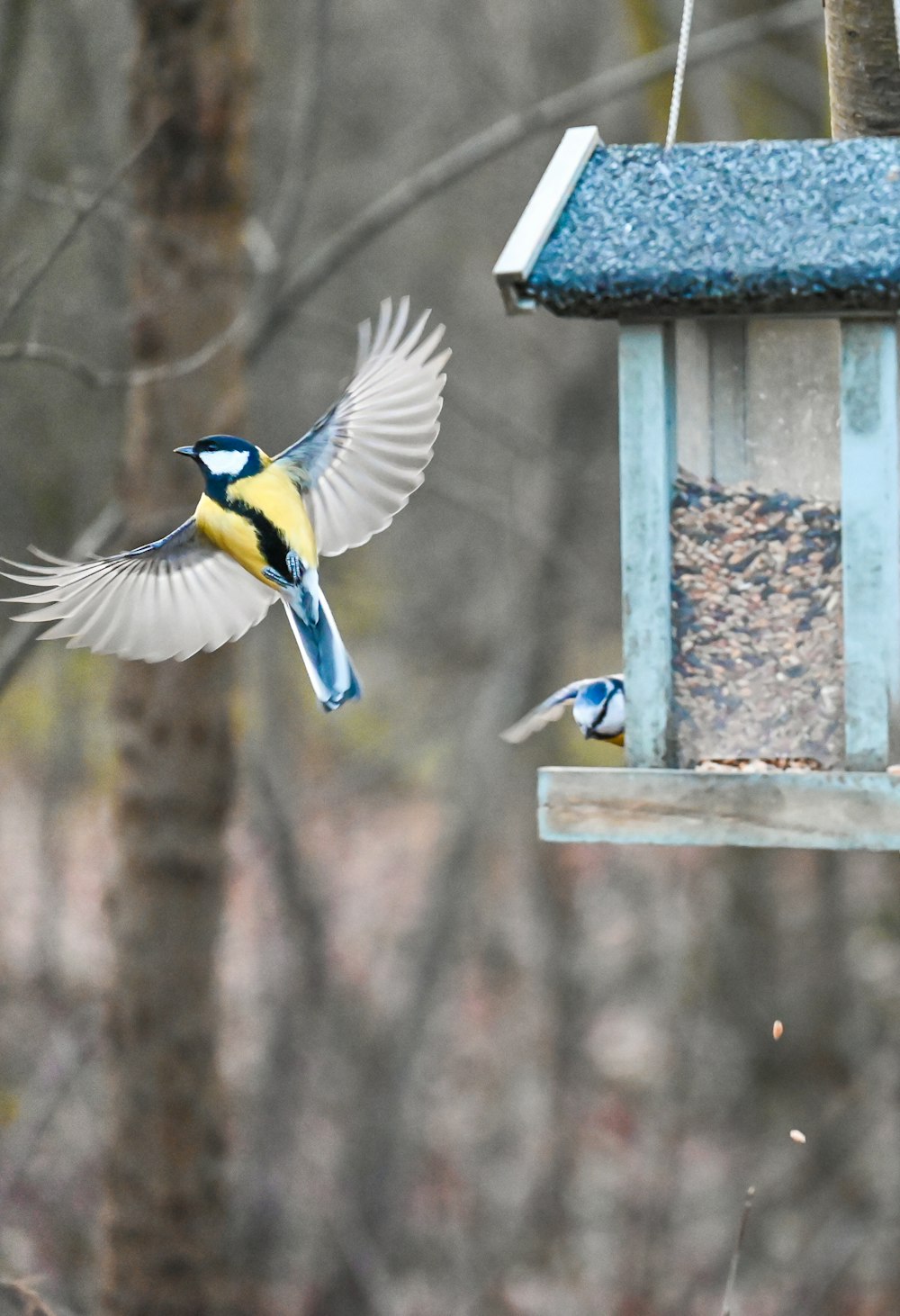 a couple of birds flying next to a bird feeder