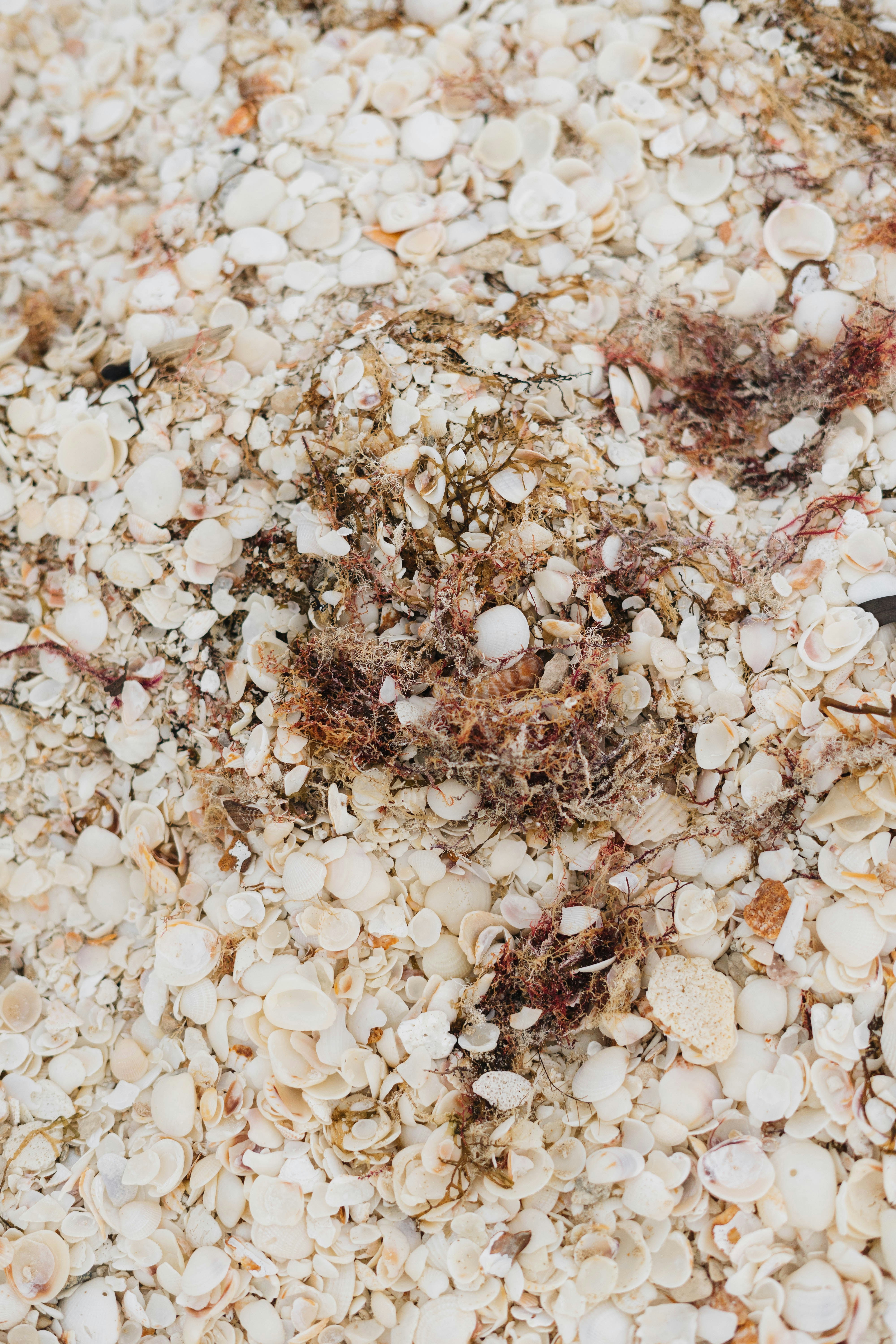 beach seashells wallpaper, wallpaper, Seashell Crafts Ideas for Adults: Coastal Creations 4