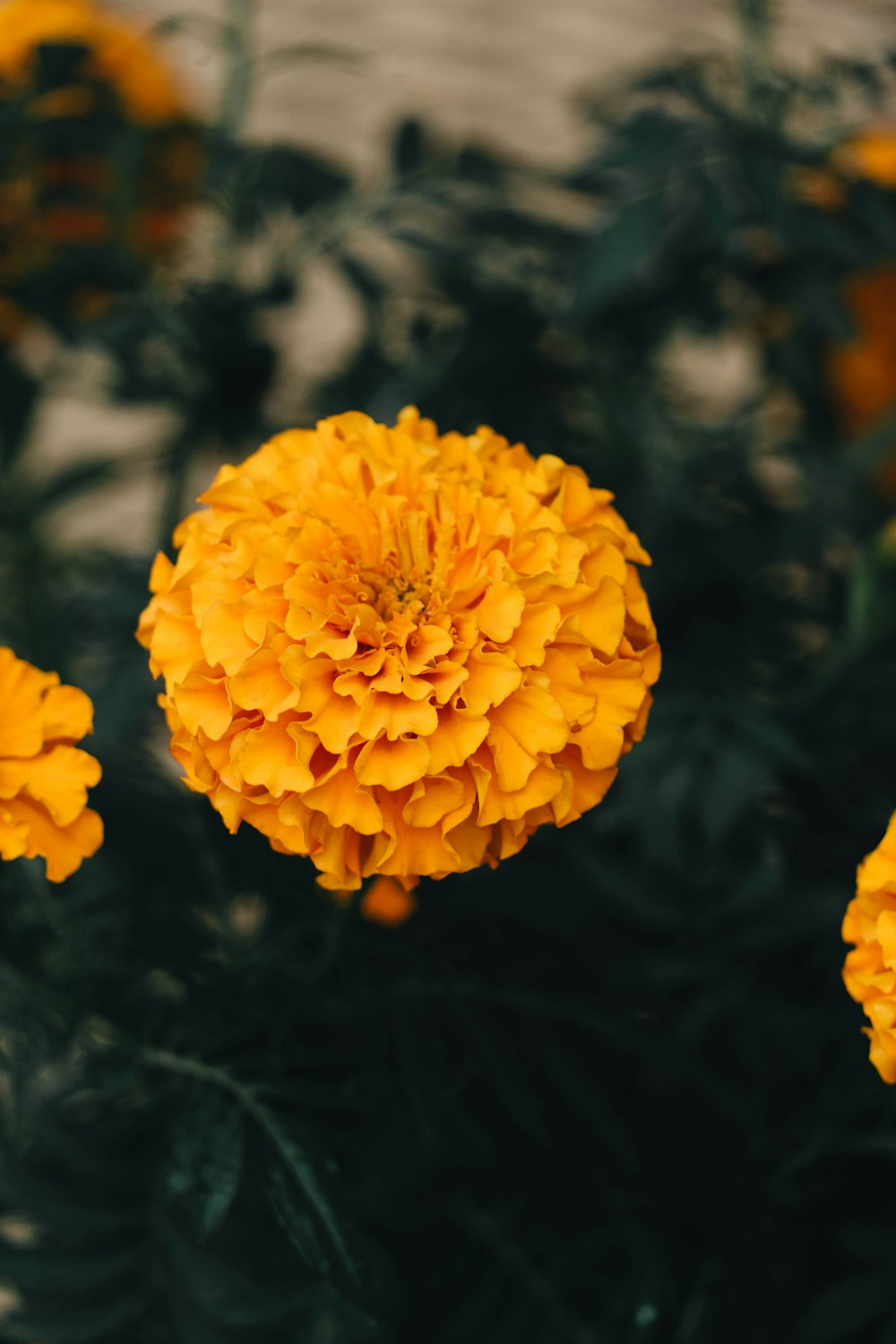 a bunch of yellow flowers in a field