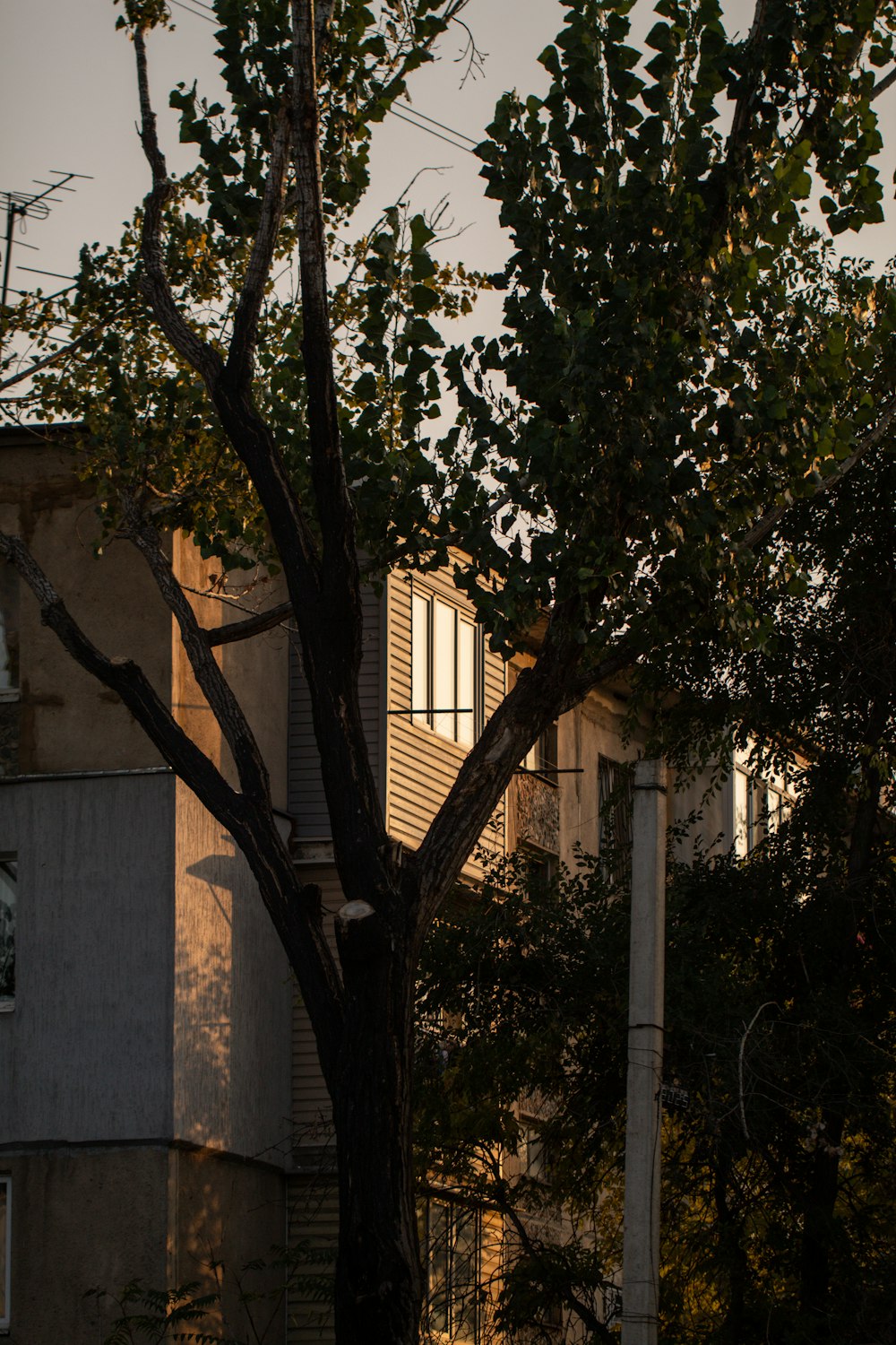 a tree in front of a building with a clock on it