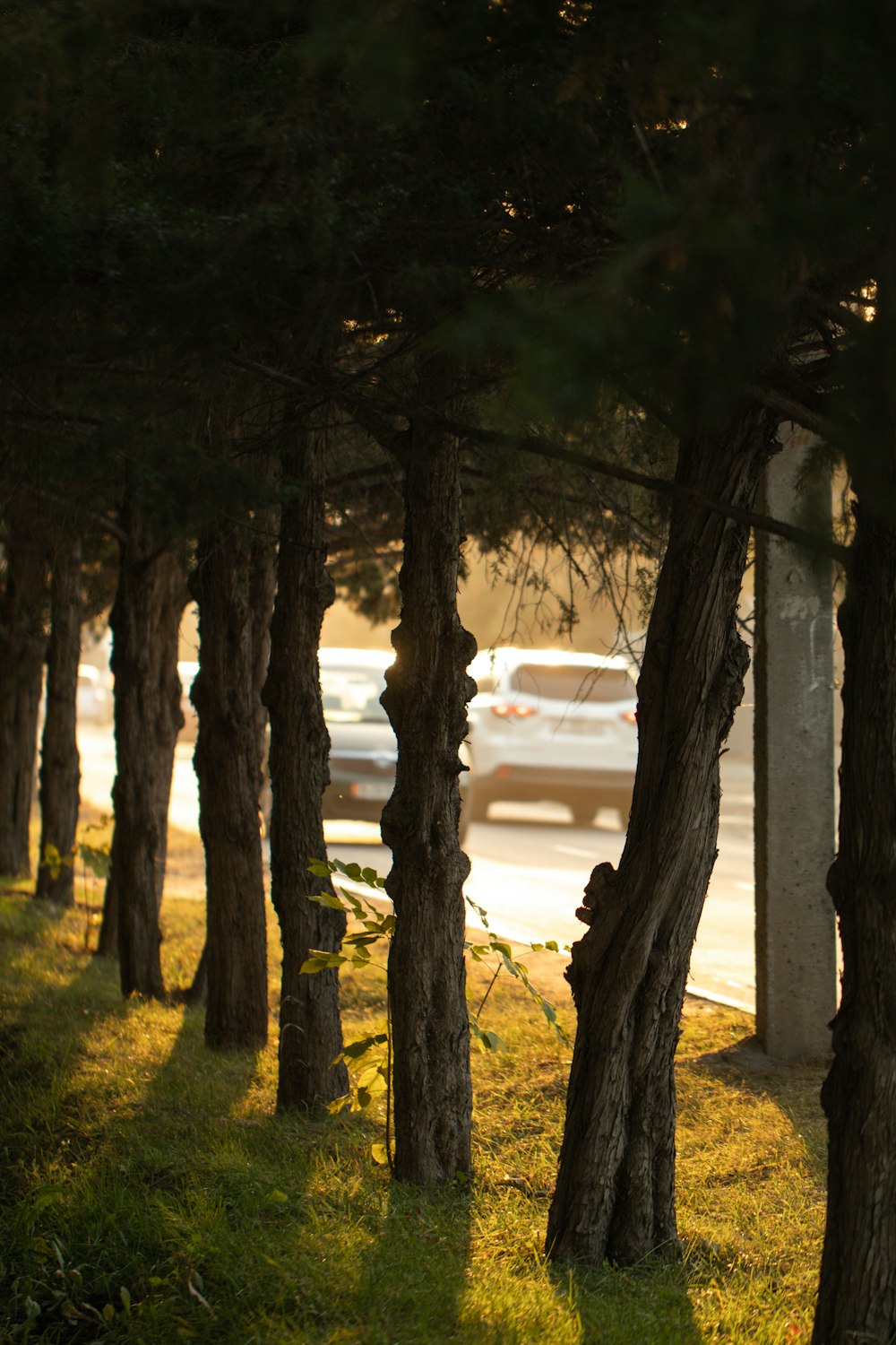 a car driving down a road next to a bunch of trees