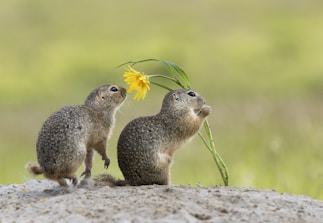 Two small ground squirrels are interacting with a yellow flower. One squirrel is standing upright and sniffing the flower, while the other is crouched next to it on a sandy surface. The background is a soft focus of green, suggesting a natural setting.