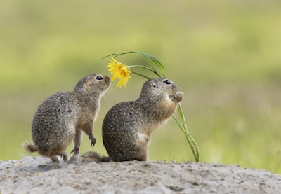 Two small ground squirrels are interacting with a yellow flower. One squirrel is standing upright and sniffing the flower, while the other is crouched next to it on a sandy surface. The background is a soft focus of green, suggesting a natural setting.