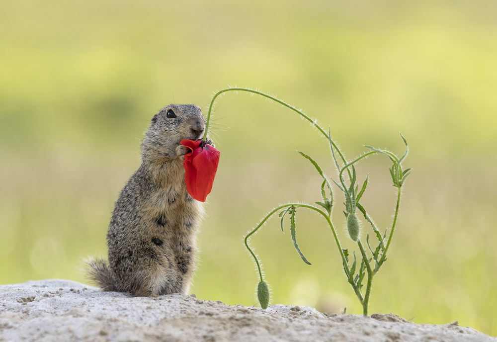 a small animal holding a red object in its mouth