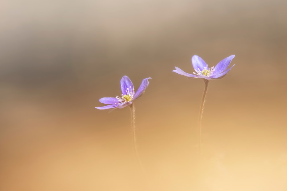 ein paar lila Blumen sitzen nebeneinander