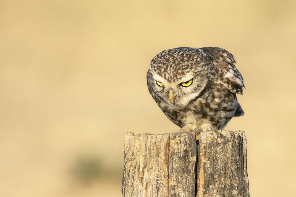 an owl sitting on top of a wooden post