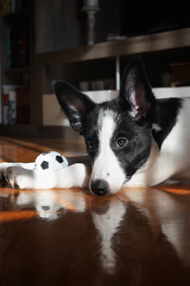 a black and white dog laying on top of a wooden floor