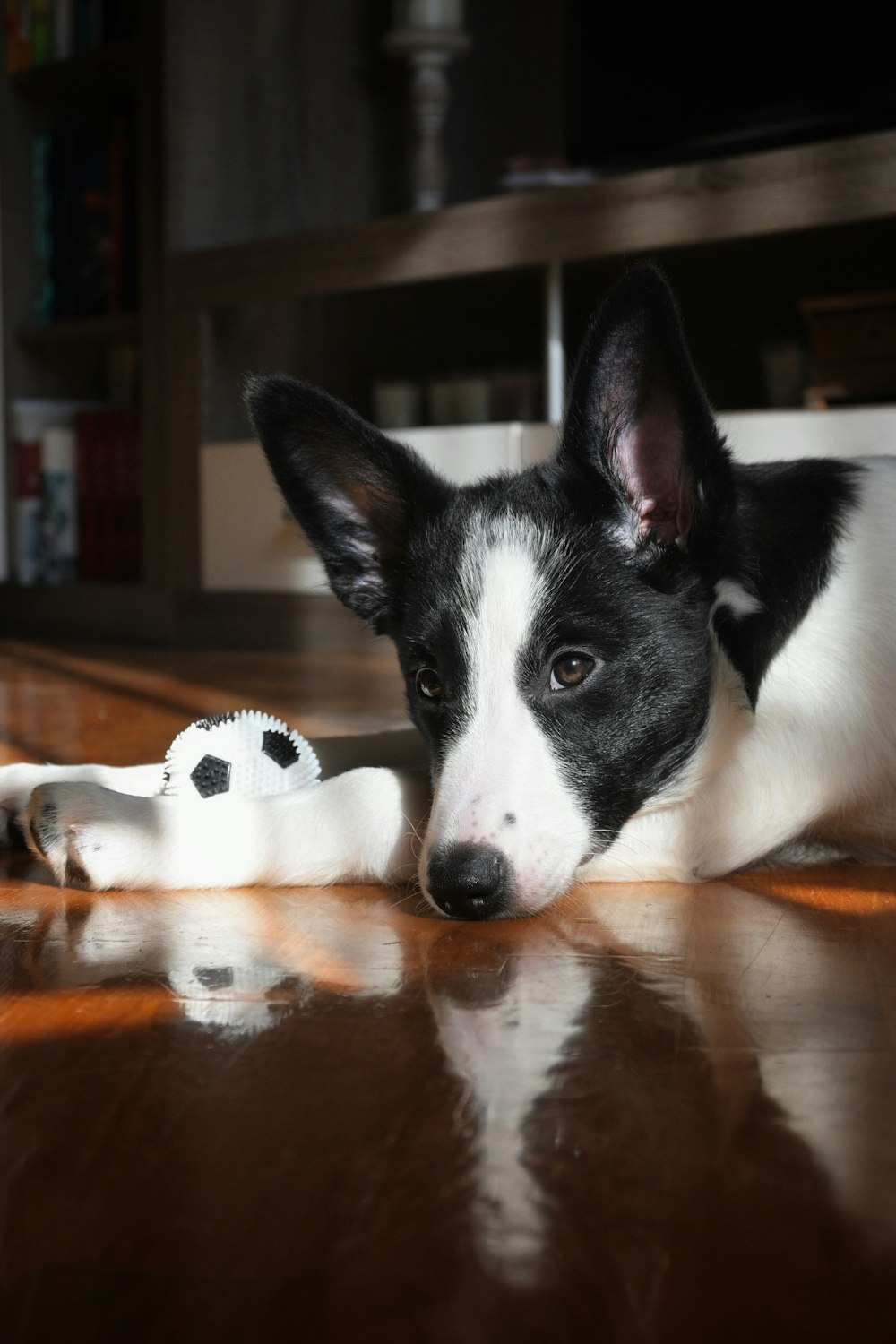 a black and white dog laying on top of a wooden floor