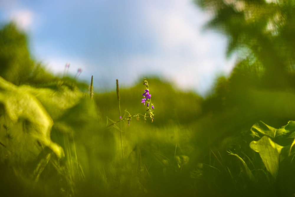 a purple flower in the middle of a field