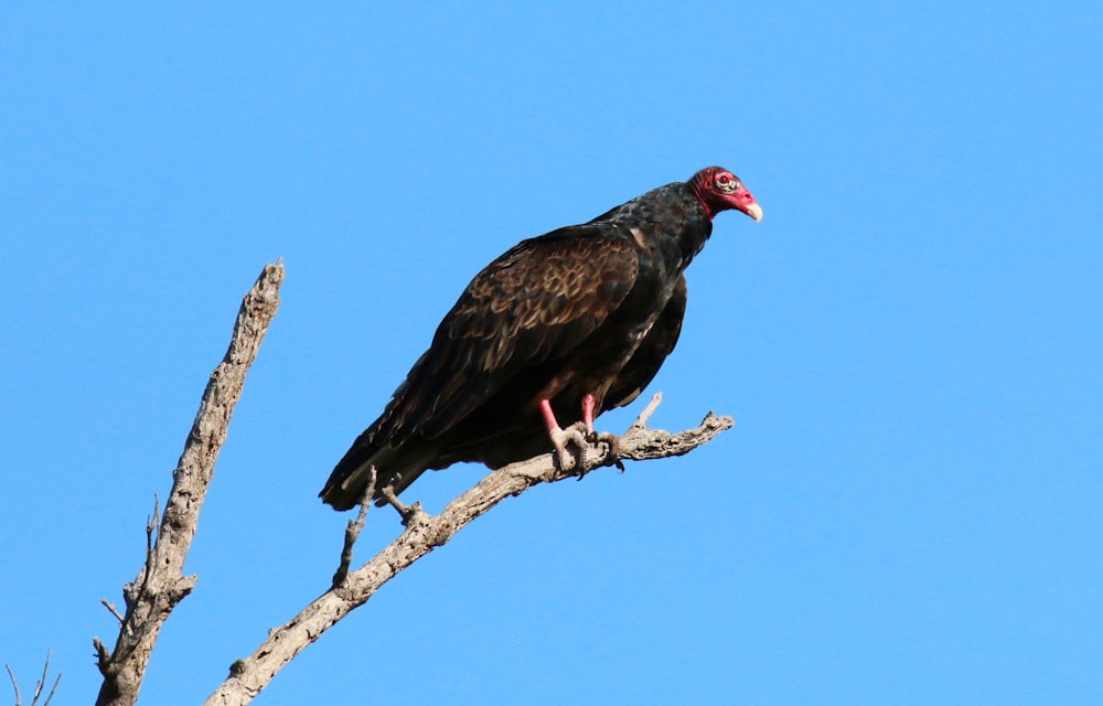 a large bird sitting on top of a tree branch