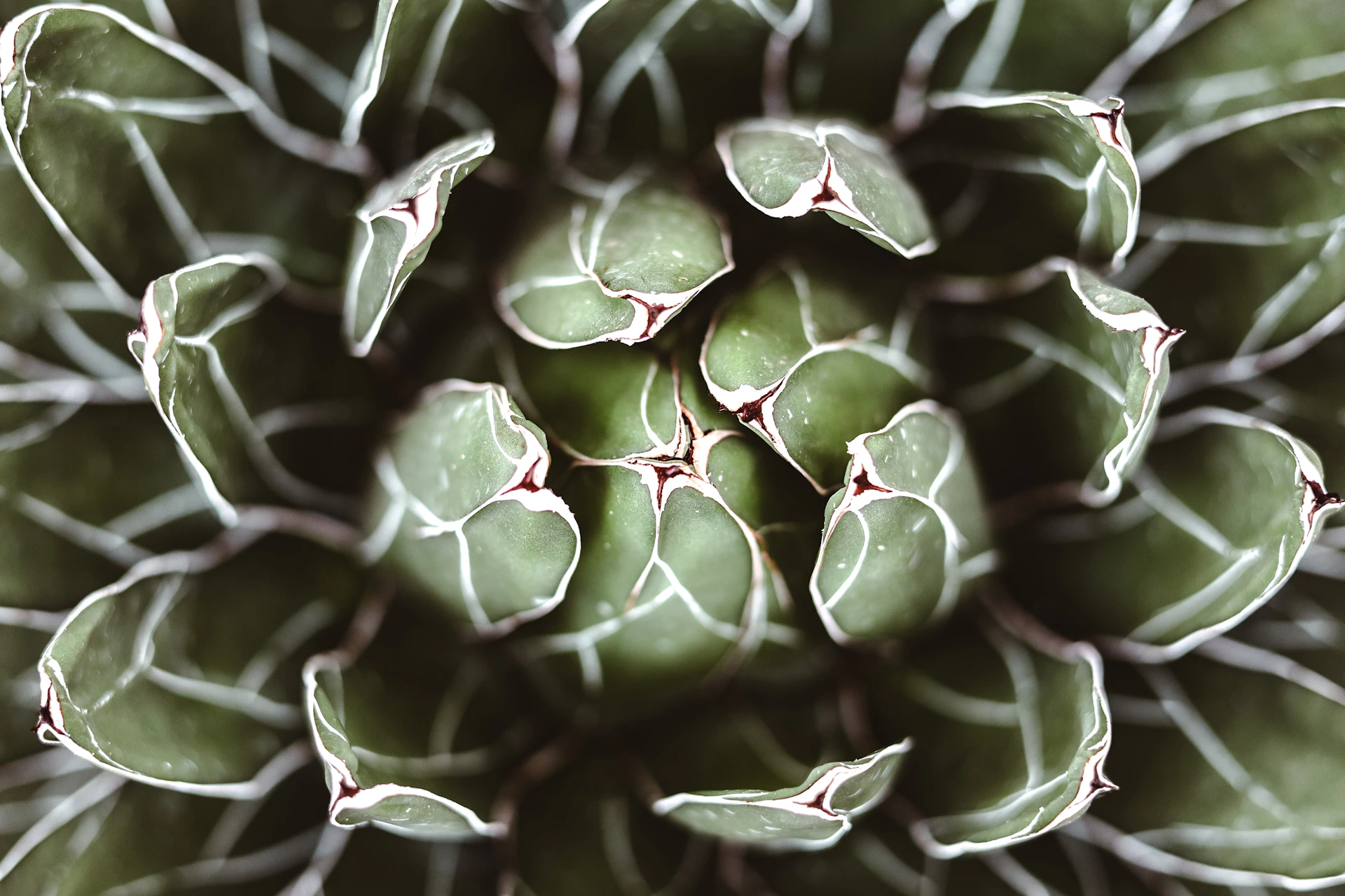 a close up view of a green plant
