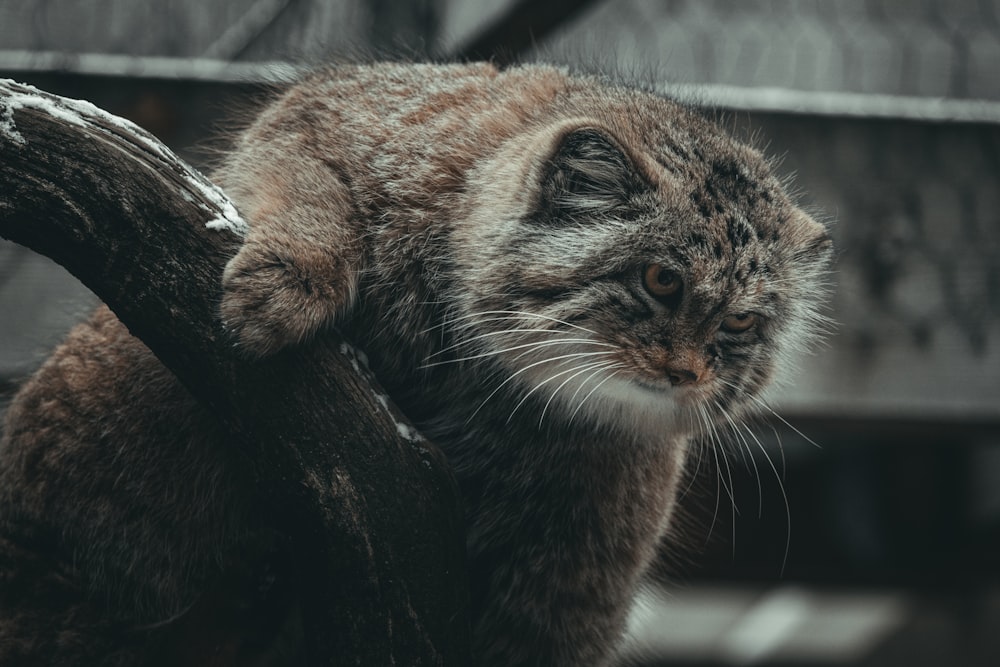 a cat sitting on top of a tree branch