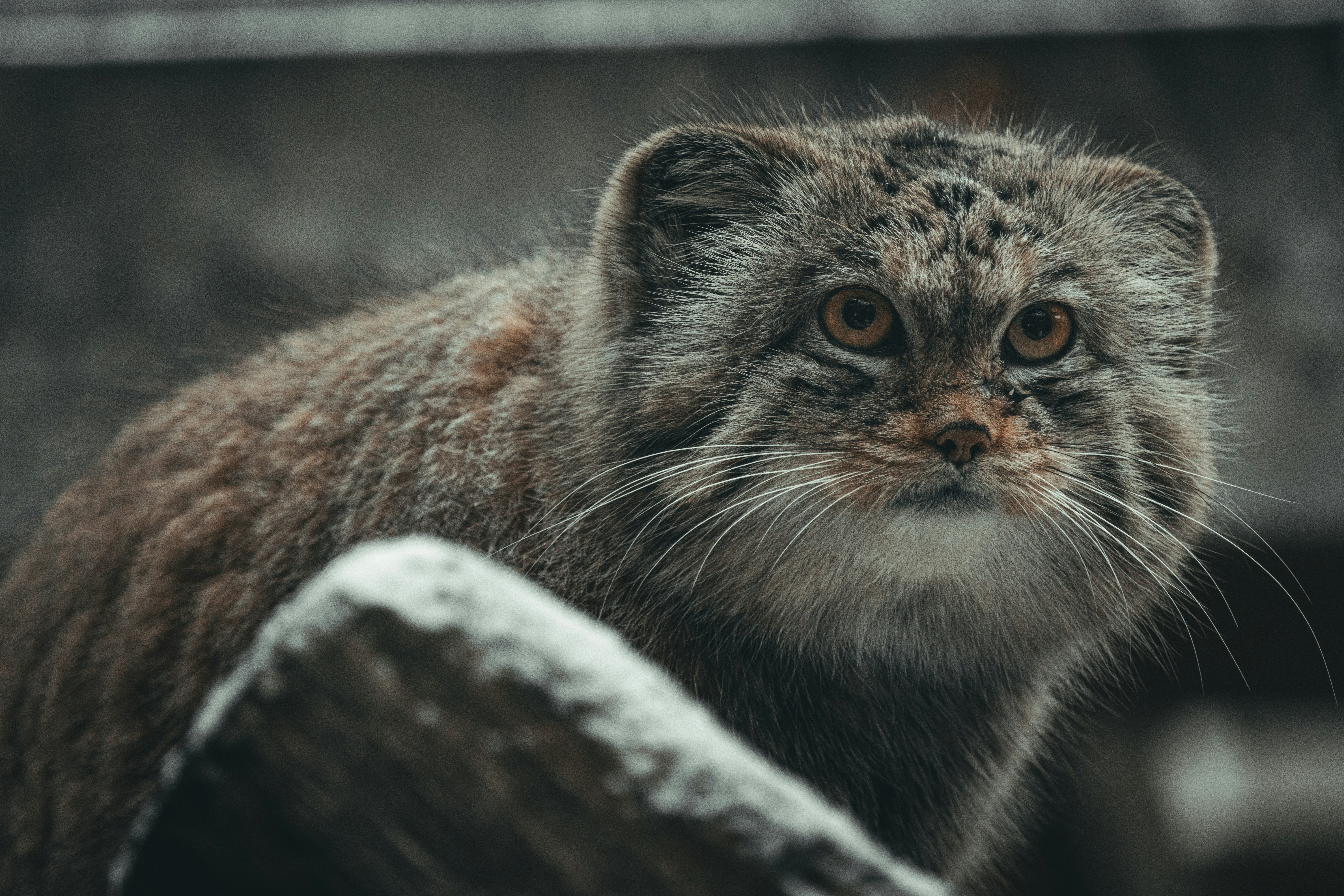 Pallas’s Cats: Fluffy Climbers on the Steppes (image credits: unsplash)