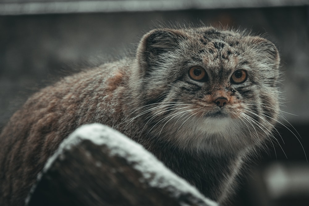 a close up of a cat near a fence