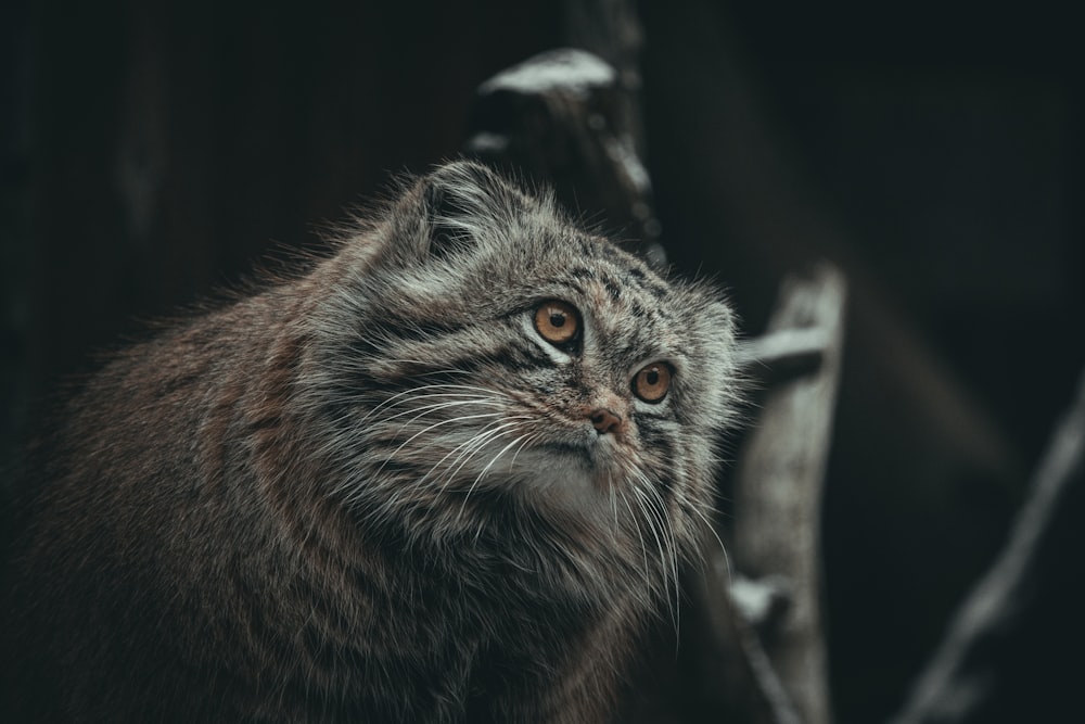 a close up of a cat near a tree