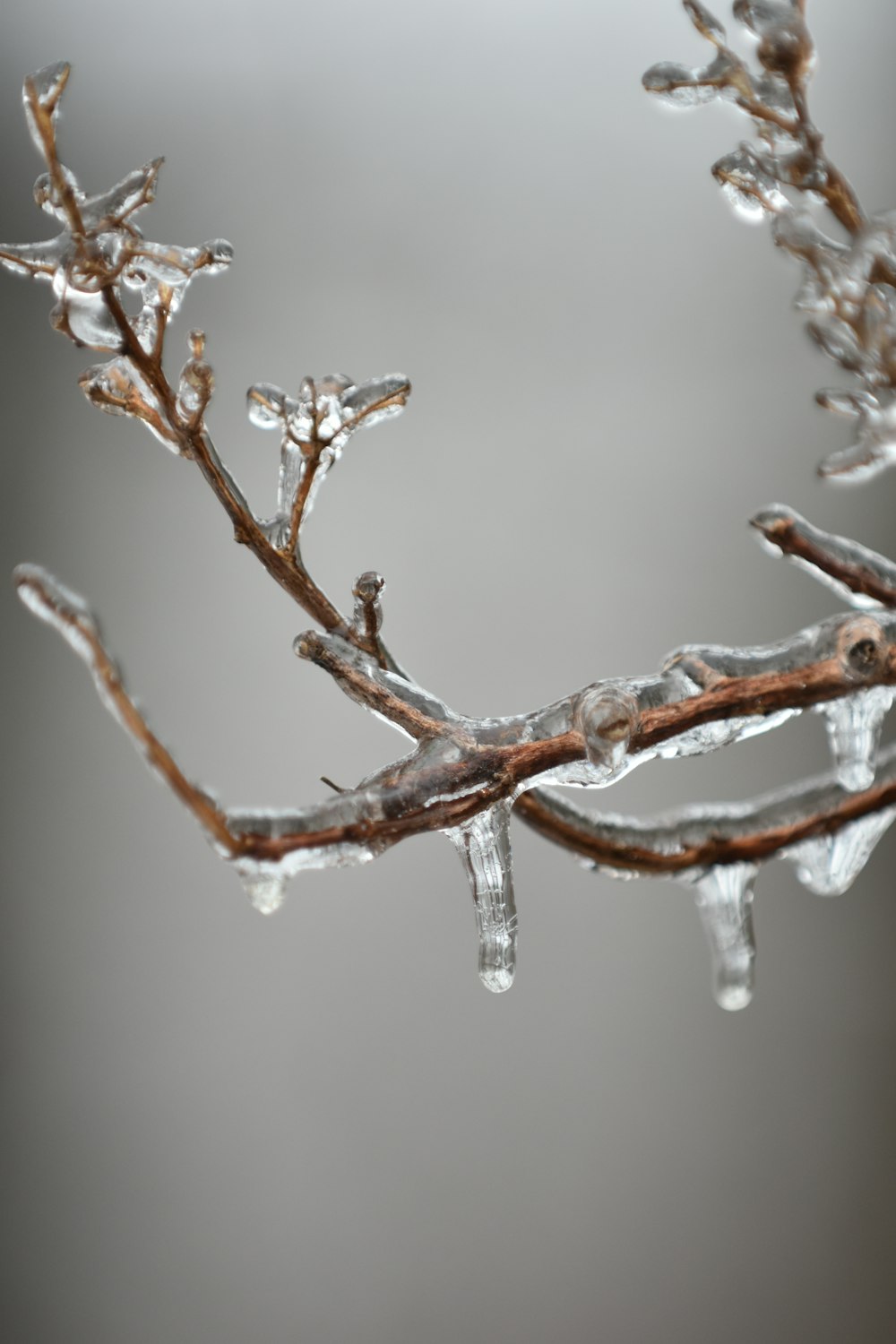 a branch with ice hanging off of it