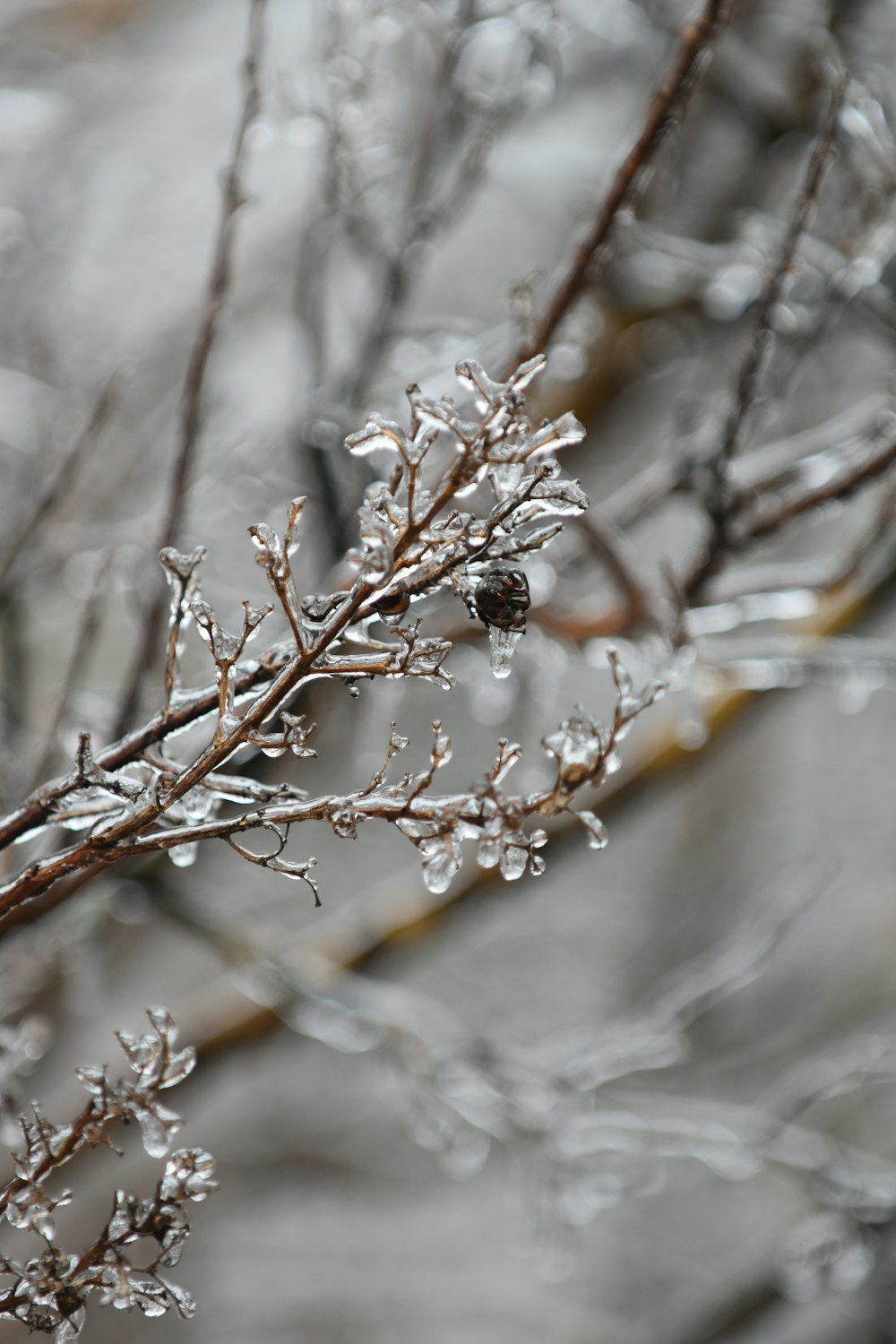 a close up of a tree branch with ice on it