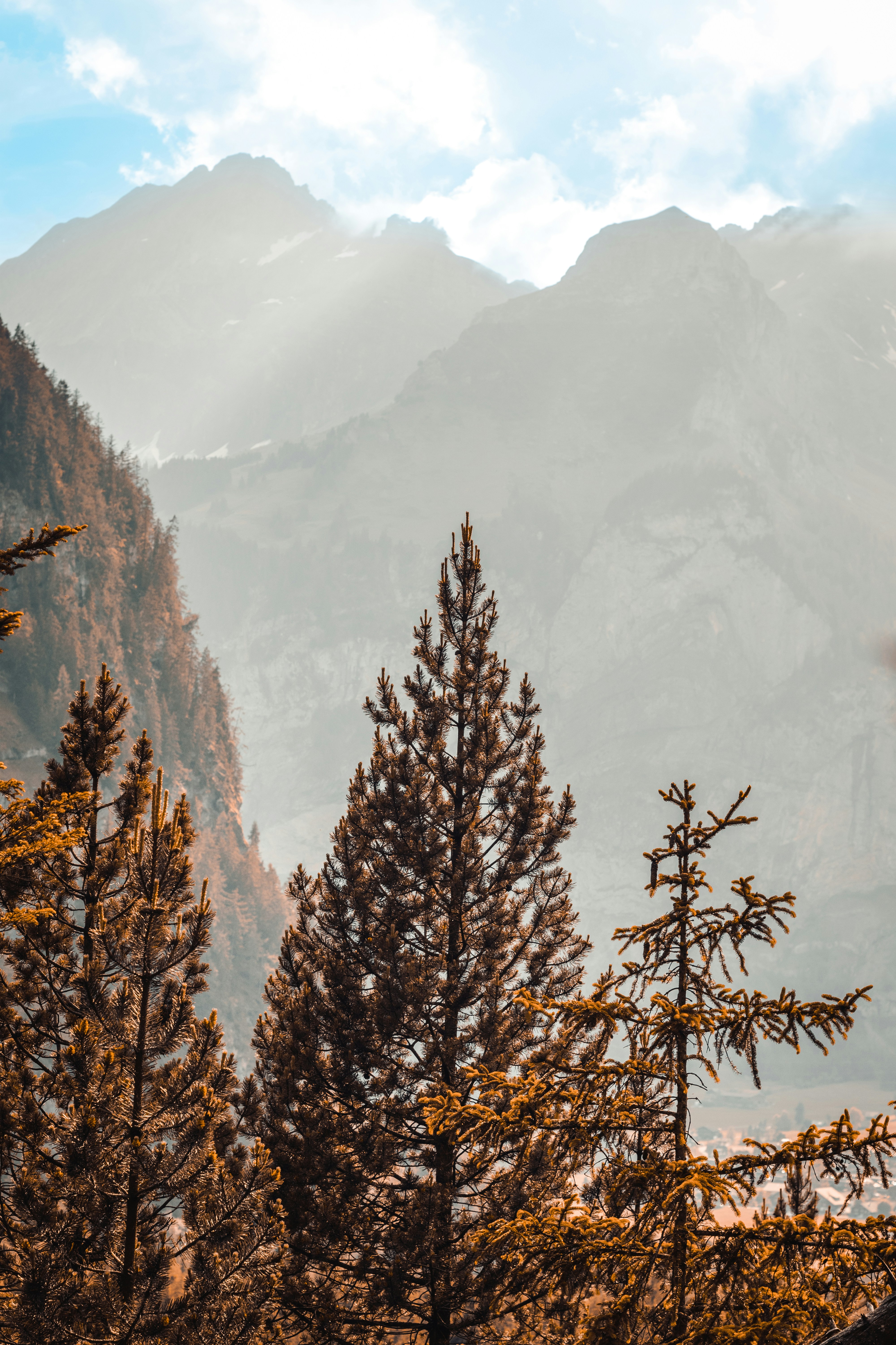 eine Baumgruppe mit Bergen im Hintergrund