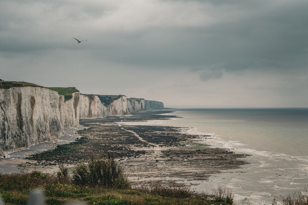 a bird flying over a beach next to a cliff