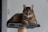 A tabby cat is comfortably lounging on the top platform of a cat tree. The cat has striking yellow eyes and its fur is a mix of brown and black stripes. The cat tree is made of a soft gray material and the post is wrapped with sisal rope.