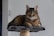 A tabby cat is comfortably lounging on the top platform of a cat tree. The cat has striking yellow eyes and its fur is a mix of brown and black stripes. The cat tree is made of a soft gray material and the post is wrapped with sisal rope.