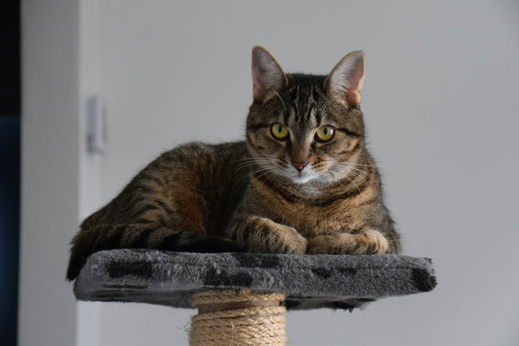 Sisal Scratcher