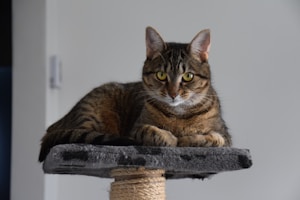 Sisal Scratching Post