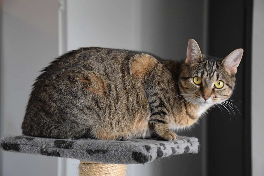 a cat sitting on top of a scratching post