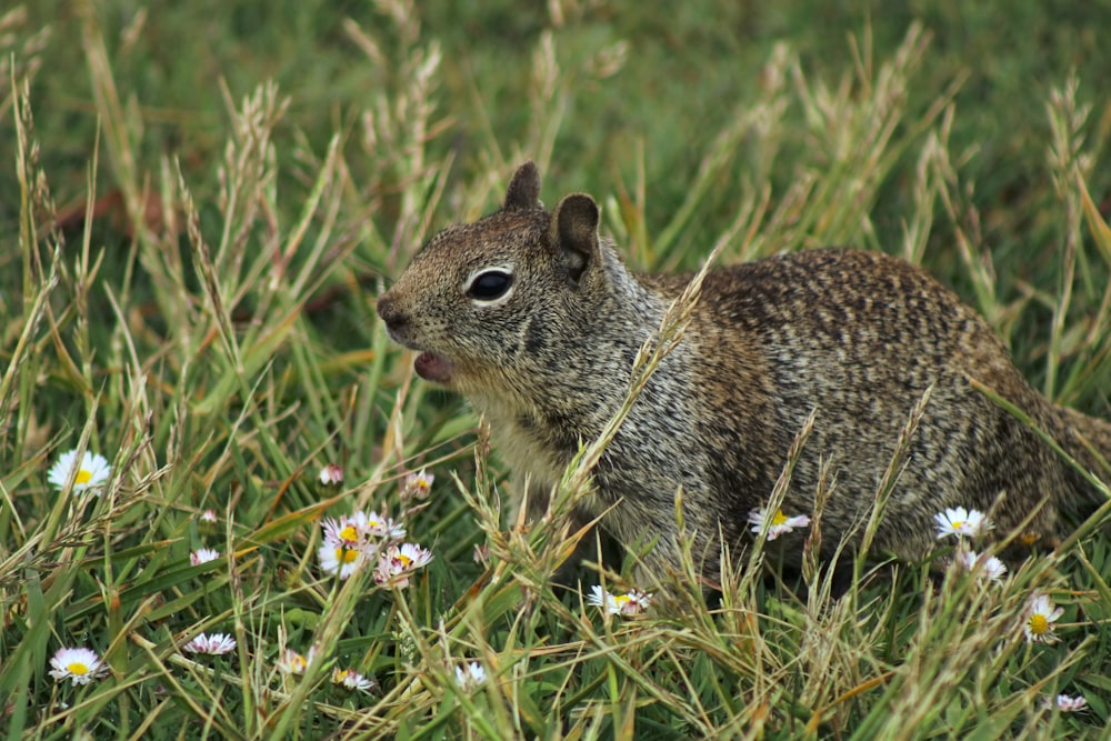 a squirrel sitting in a field of grass and daisies
