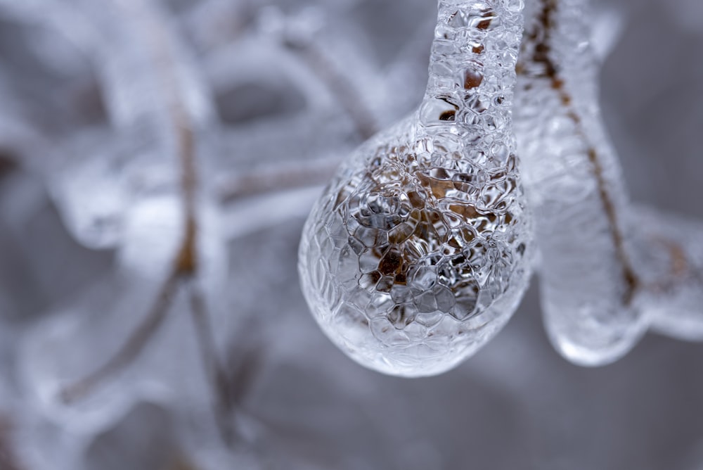 a drop of ice hanging from a tree branch
